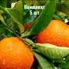 Комплект 5шт / Апельсин Королек: фото и описание