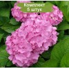 Саженцы гортензии крупнолистной Пинк Вондер (Pink Wonder) -  5 шт.