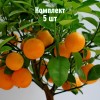 Комплект 5шт / Мандарин Нова: фото и описание