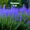 Комплект 5шт / Перовския лебедолистная Голубой Туман: фото и описание
