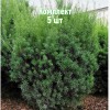 Комплект 5шт / Тис средний Грин Монтейн (40-60 см): фото и описание