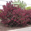 Комплект 5шт / Вейгела цветущая Александра: фото и описание