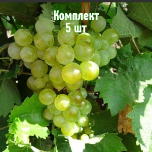 Комплект 5шт / Виноград Галан