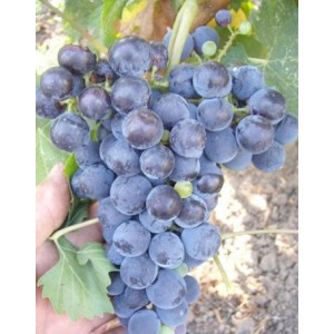 Виноград Алеатико