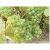 Виноград Изумруд: фото и описание