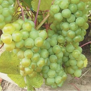 Виноград Изумруд
